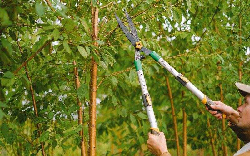 Tree trimming in Otoe, NE